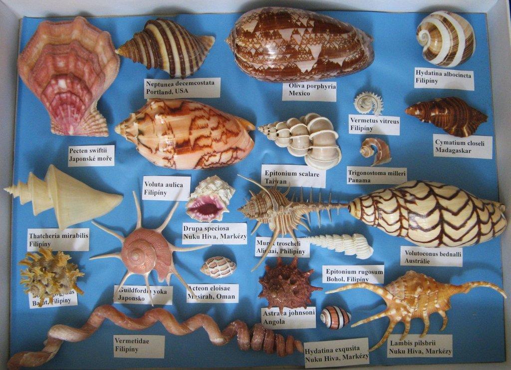 Výstava lastur a mořských přírodnin BRNO - 28. březen 2026