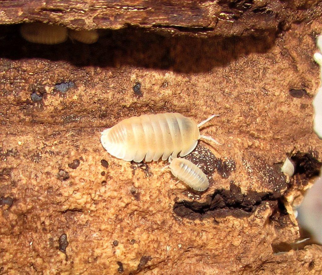 Isopody vhodné do terárií,ke krmení i hobby,chvostoskoci bílí i barevní