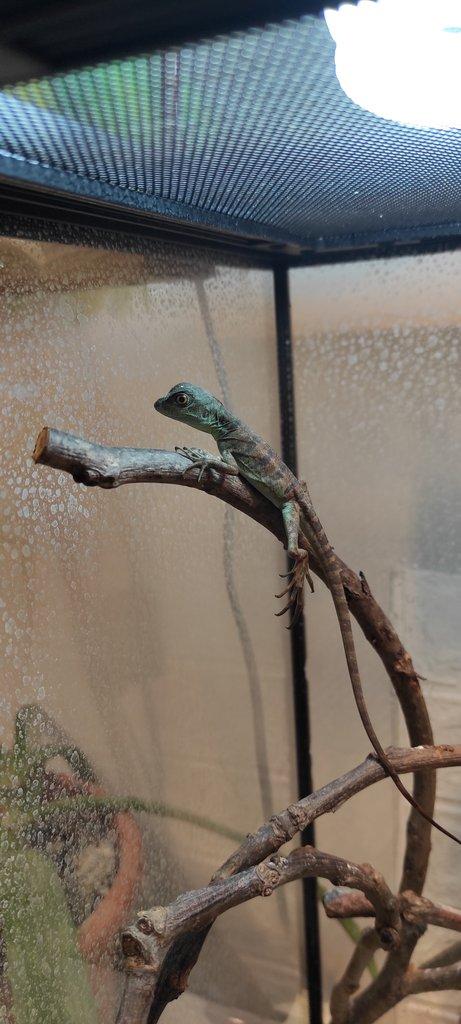 Basiliscus plumifrons