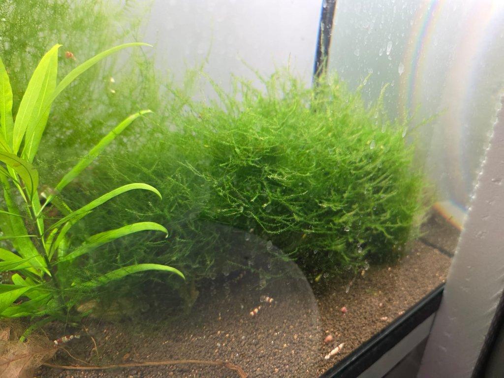 výprodej akvarijních mechů stringy, java, flame moss