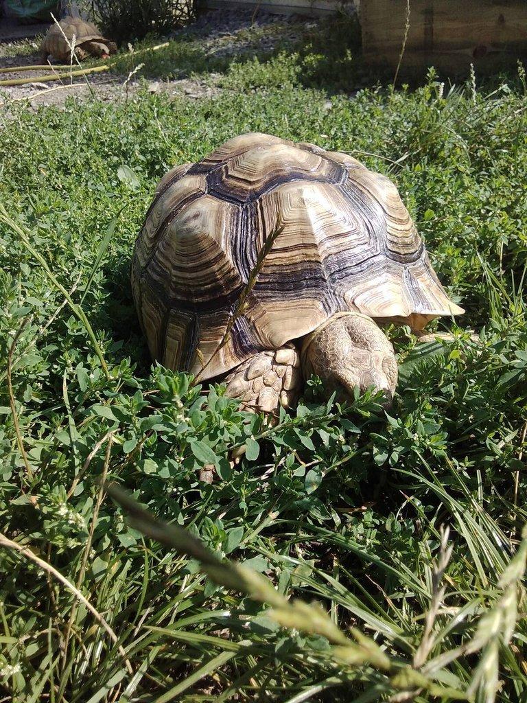 Želvy ostruhaté - sulcaty