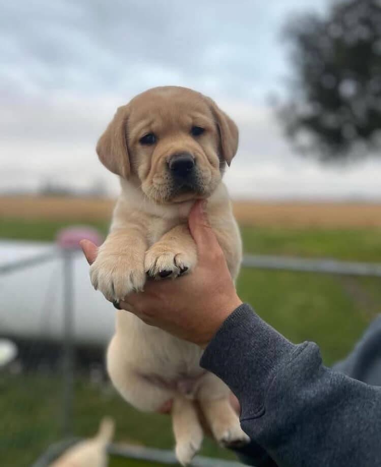 Fenka štene labradora