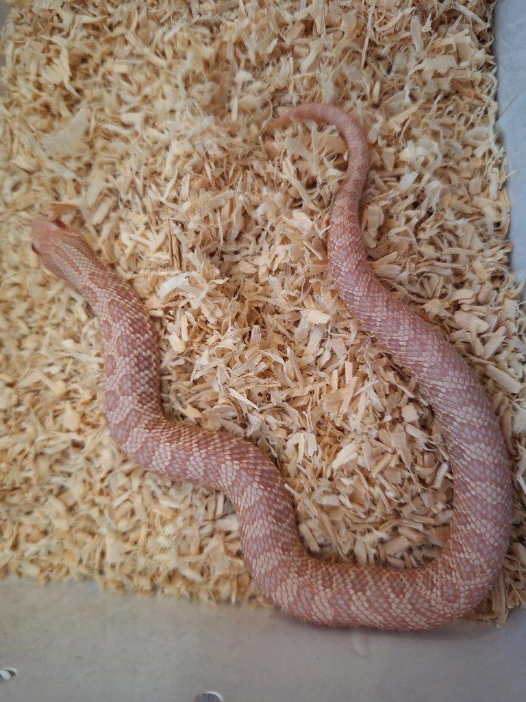 Heterodon nasicus