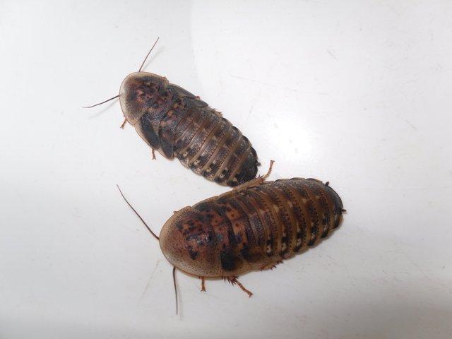 Švábi Blaptica dubia 3-4cm, 1ks /2,50kč