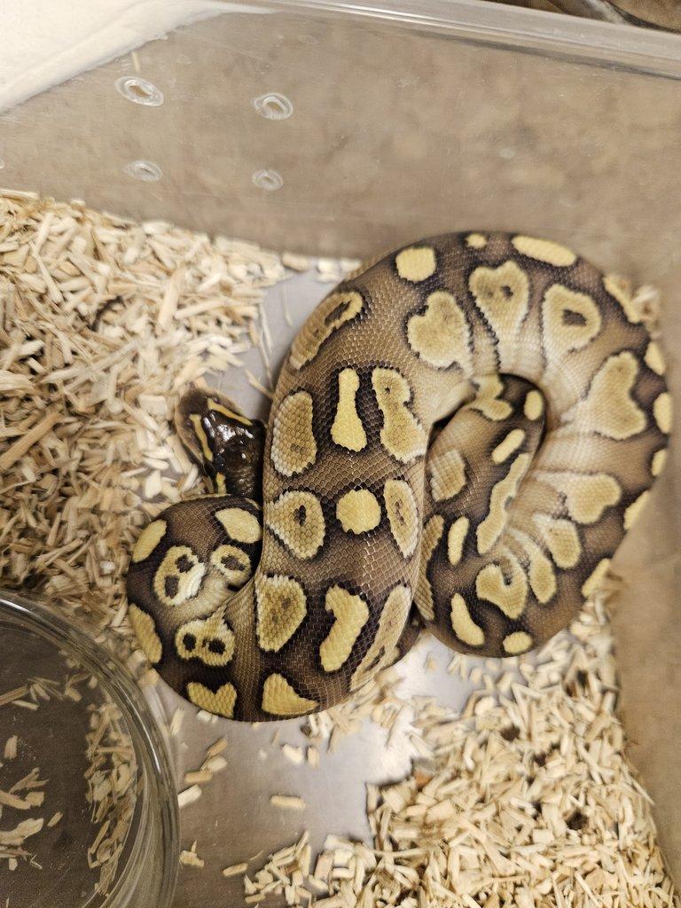 Python regius lesser, spider, klasik