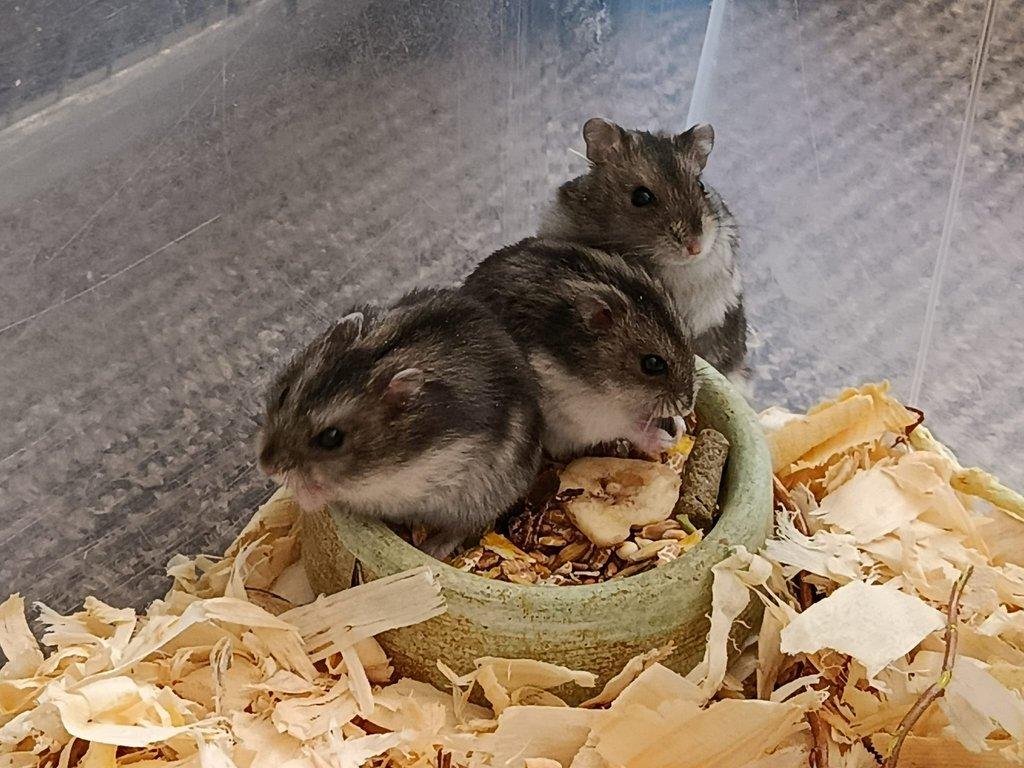 Křečík džungarský