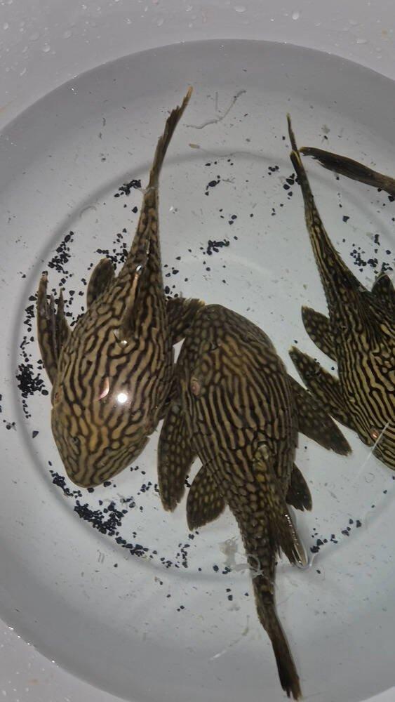 Prodej terčovců, L-sumců, skalár, rejnoků a jiných ryb