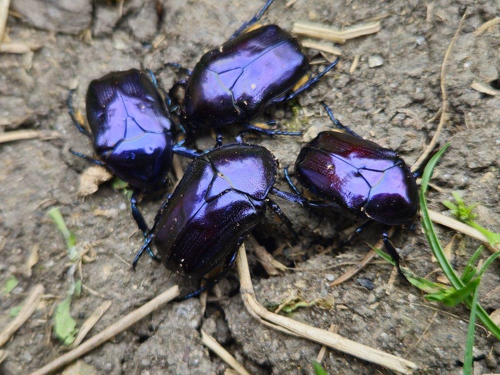 Protaetia mirifica