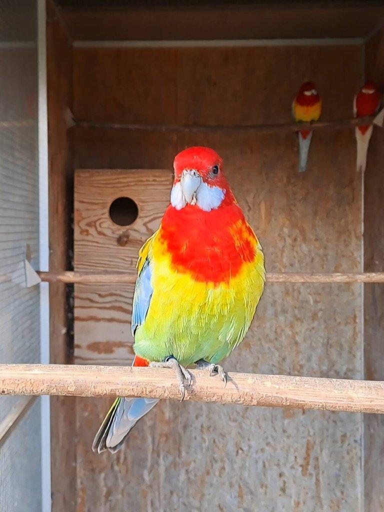 Rozela Goldmantel - přírodní / zlatá, modrá, opalin