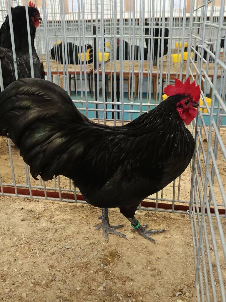 Australka zdrobnělá černá a modrá