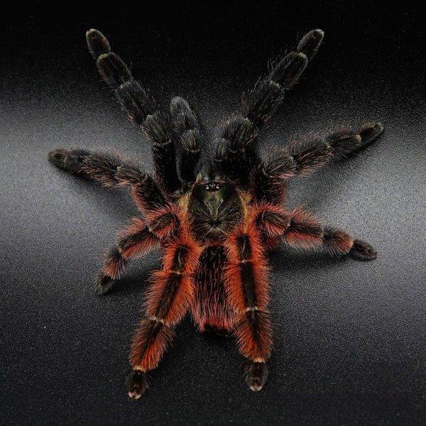 Psalmopoeus victori 1sv