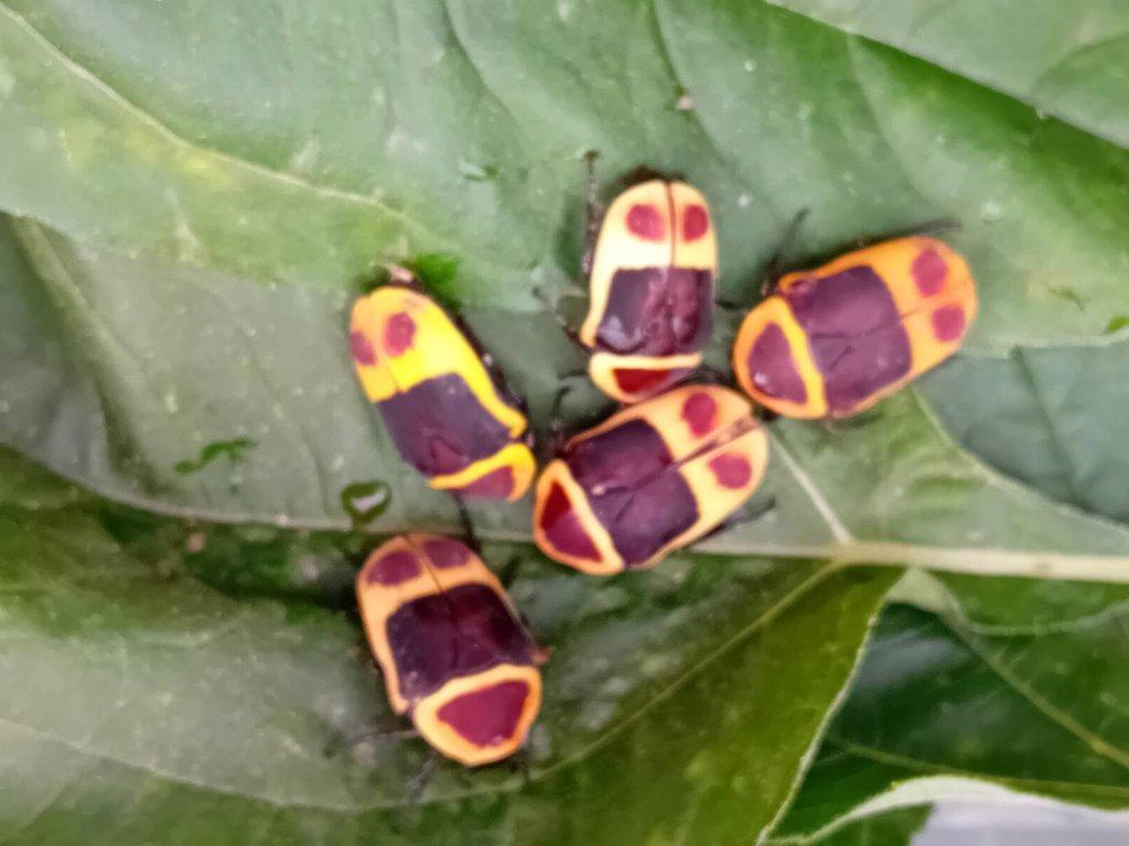 Pachnoda marginata peregrina  3,3 / 3 páry brouků