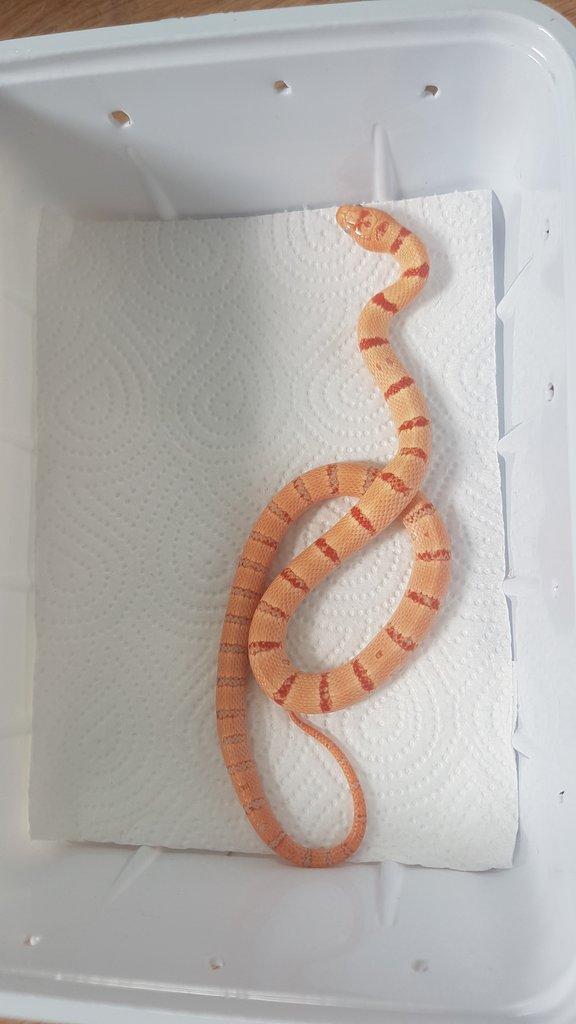 Orange Pastel King - loňská samička