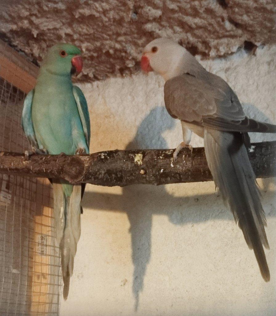 BUTTERCUP 2 letý samec