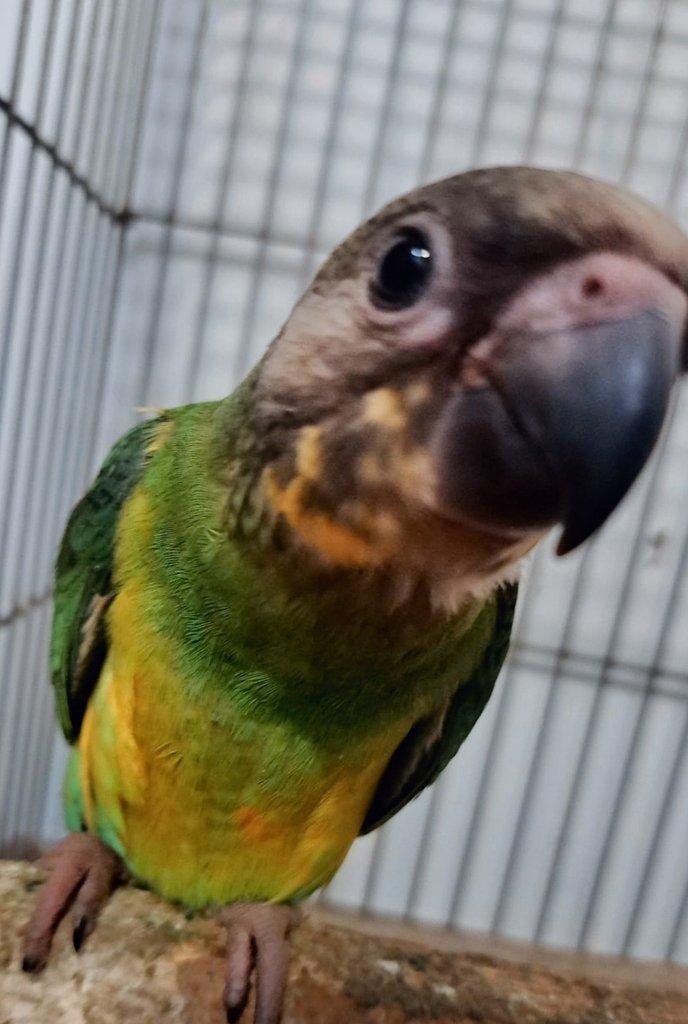 Ručně dokrmená samička