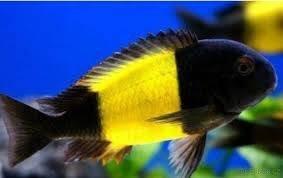 Tlamovci jezera Tanganika a Malawi.