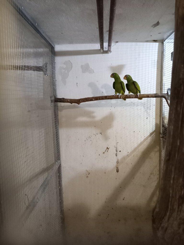 Prodám amazoňan běločelý