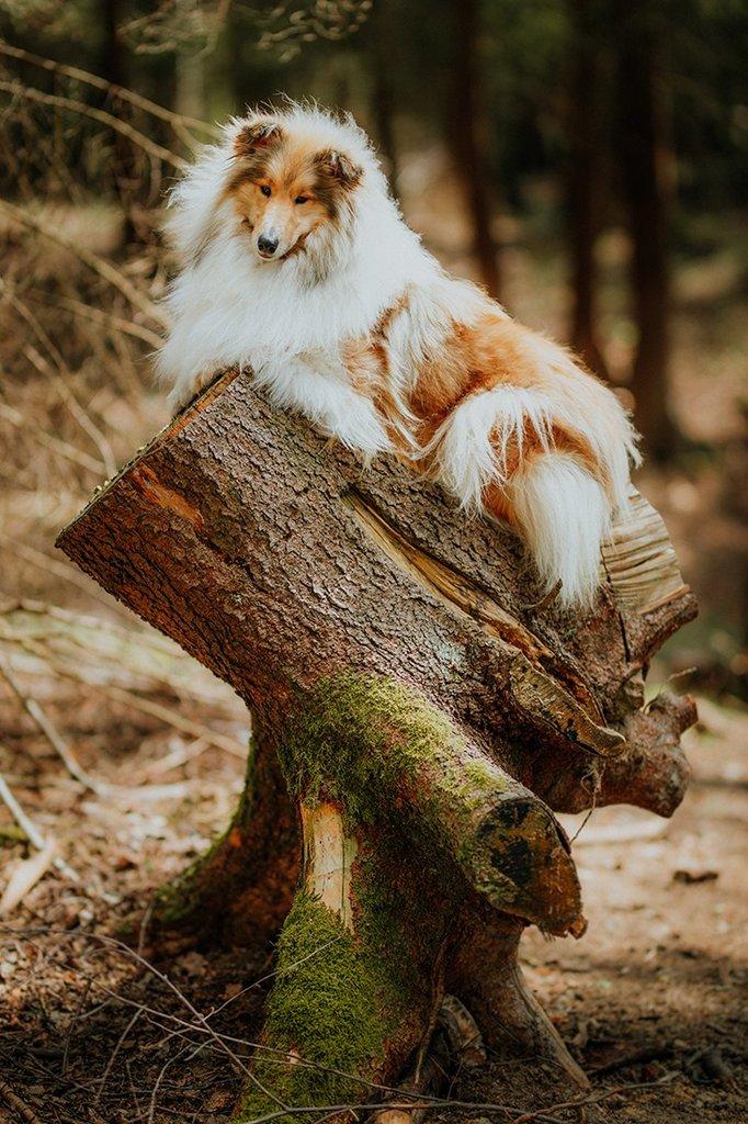 Dlouhosrstá kolie - štěňátka s PP
