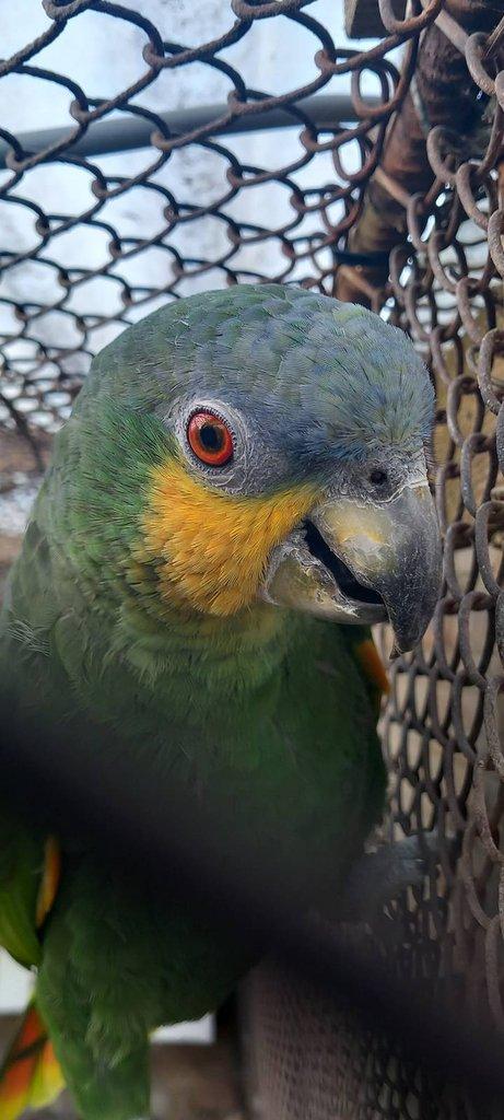 Amazoňan venezuelský,  oranžovokridlý