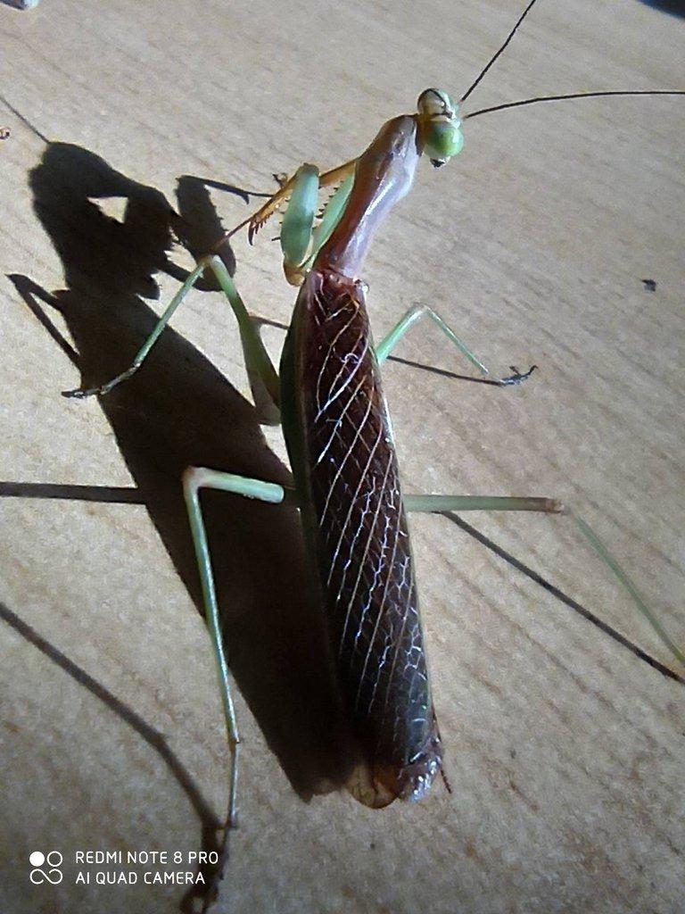Tarachomantis sp.Madagaskar