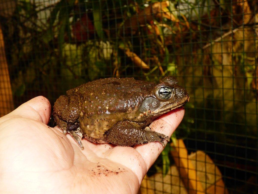Ropucha obrovská (Rhinella marina)