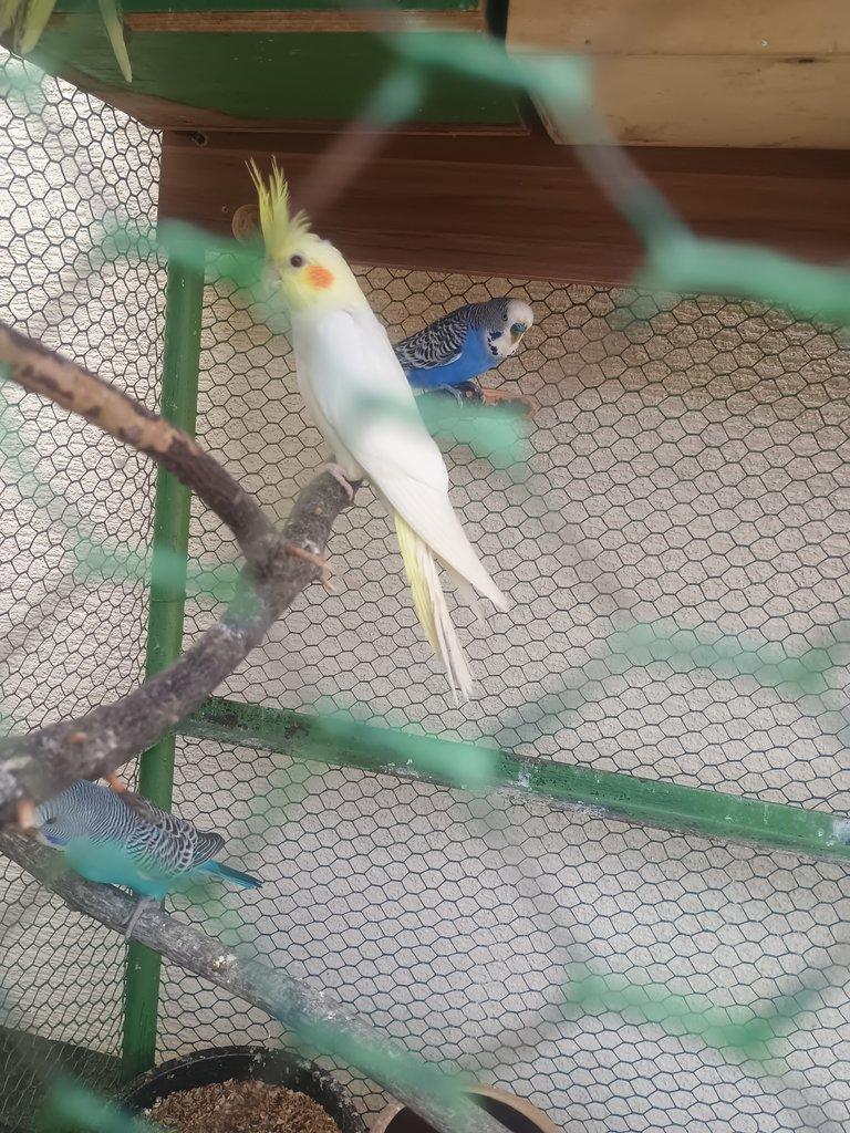Korela, andulka
