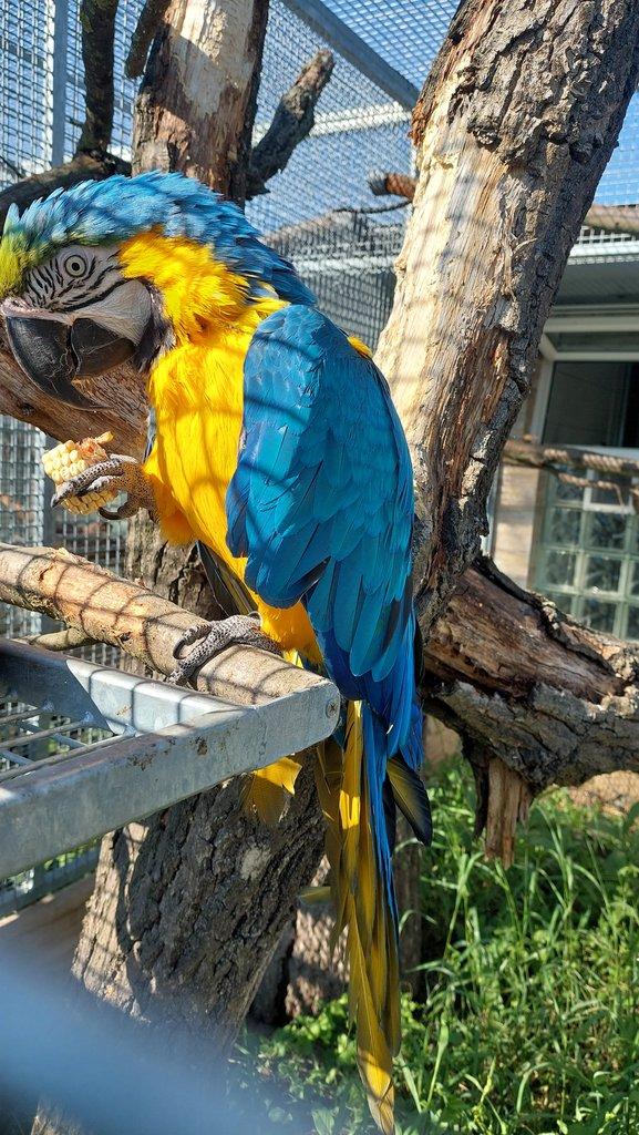 Ara ararauna