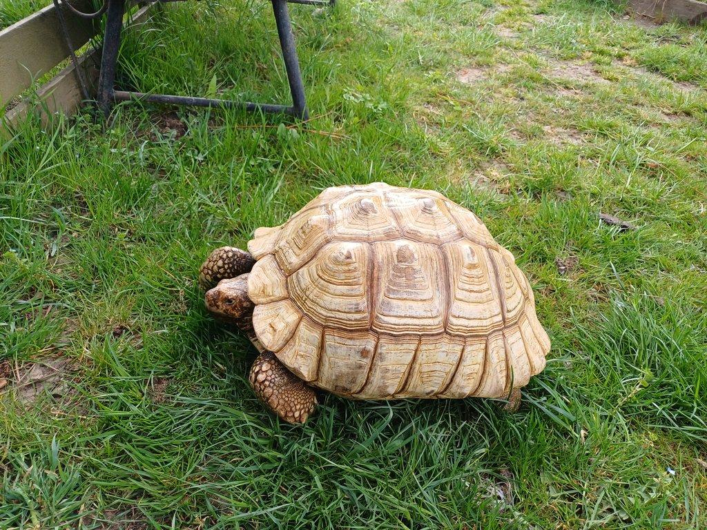 Samice želvy ostruhaté dospělá