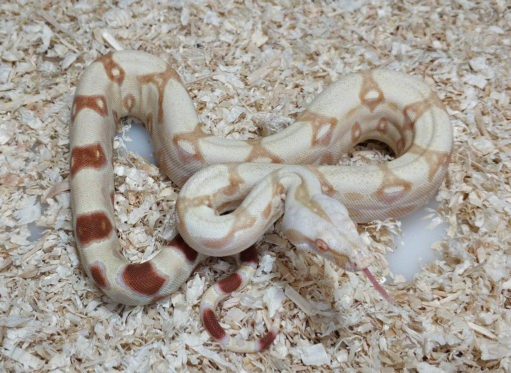 Boa imperator- Sharp Sunglow 66% het Sterling,Hypo Sterling