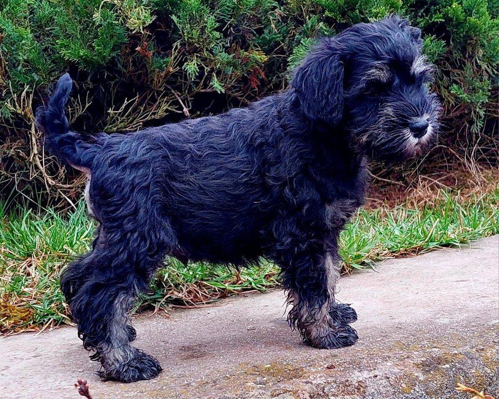 Knírač malý-pejsek