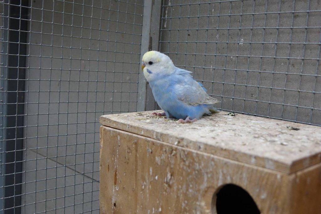 Prodám mladé andulky