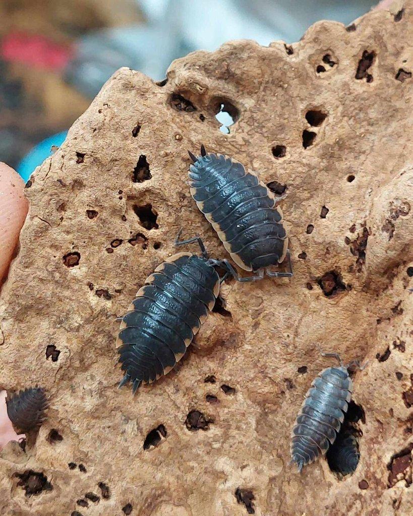 ISOPODA - Hobby druhy - aktualizovaný seznam