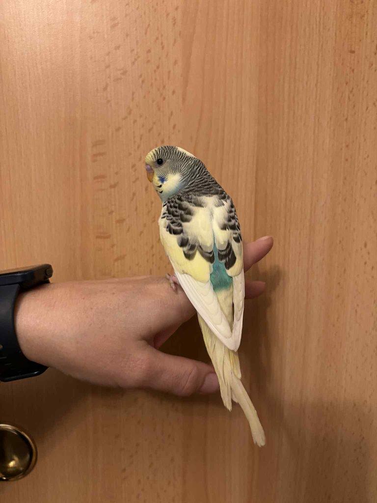 Prodám mladé andulky po vylétnutí z budky