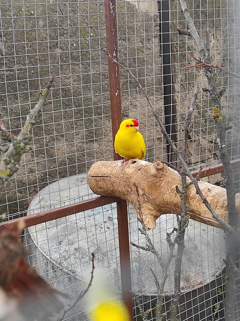 Kakariki Rudočely
