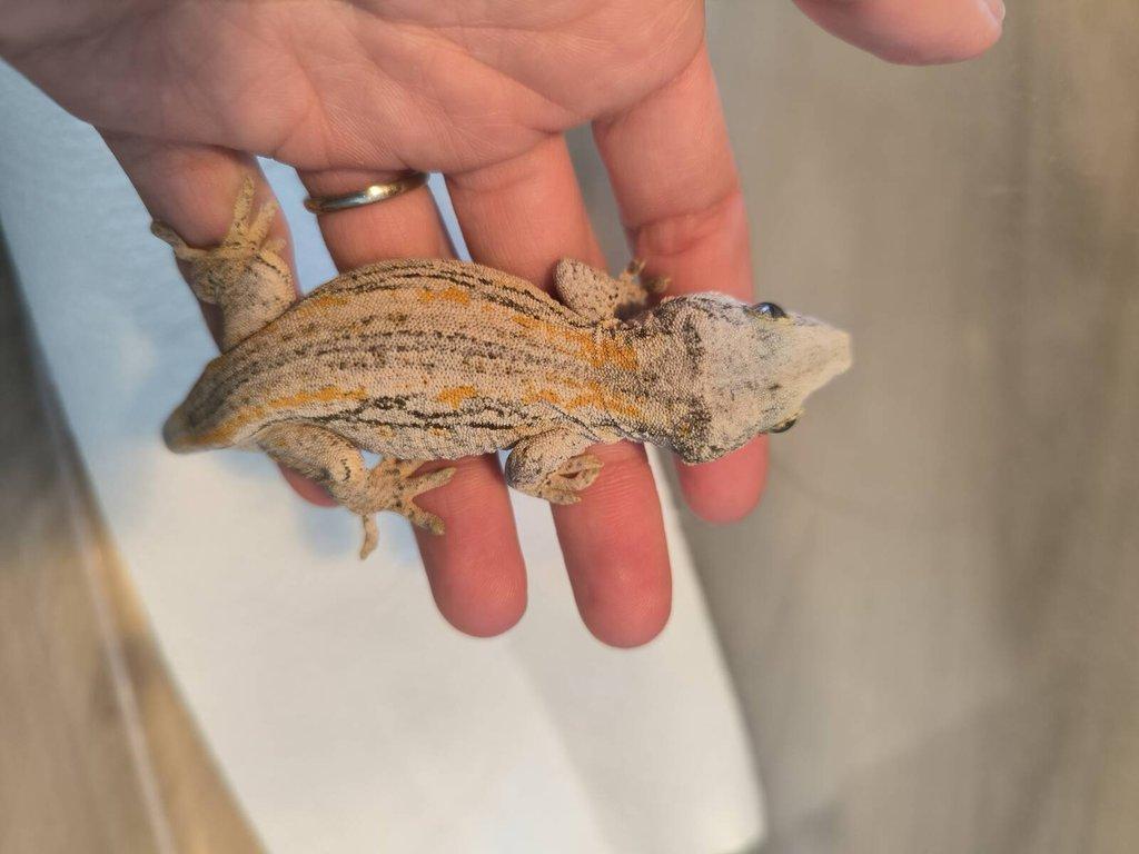 Rhacodactylus auriculatus