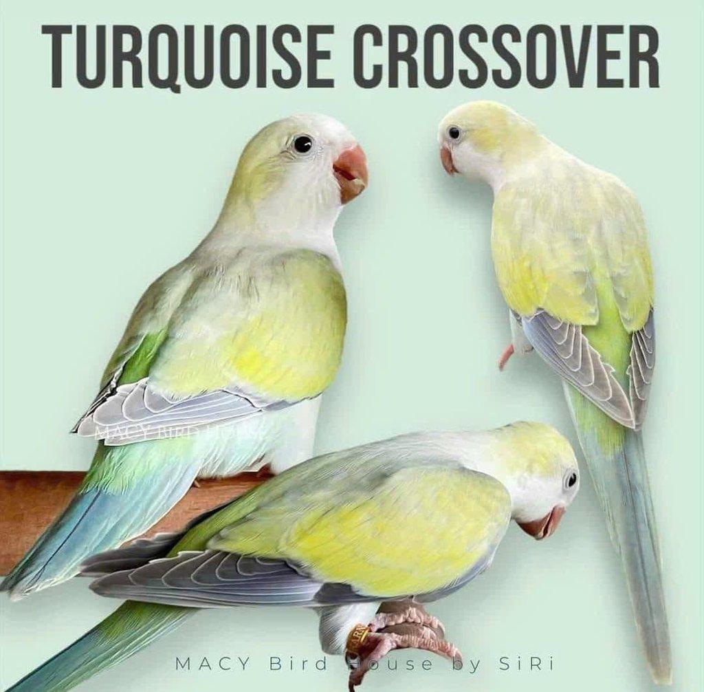 Koupím tyto barevné mutace