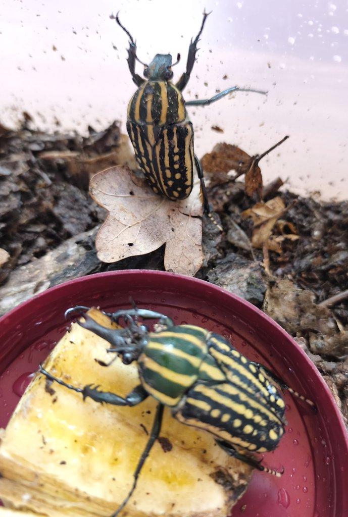 Chelorrhina savagei - samci