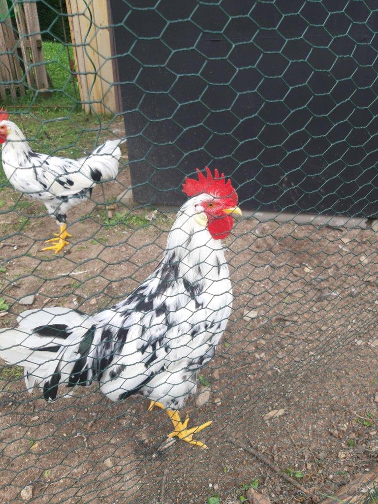 Kohoti vlaška černobílá
