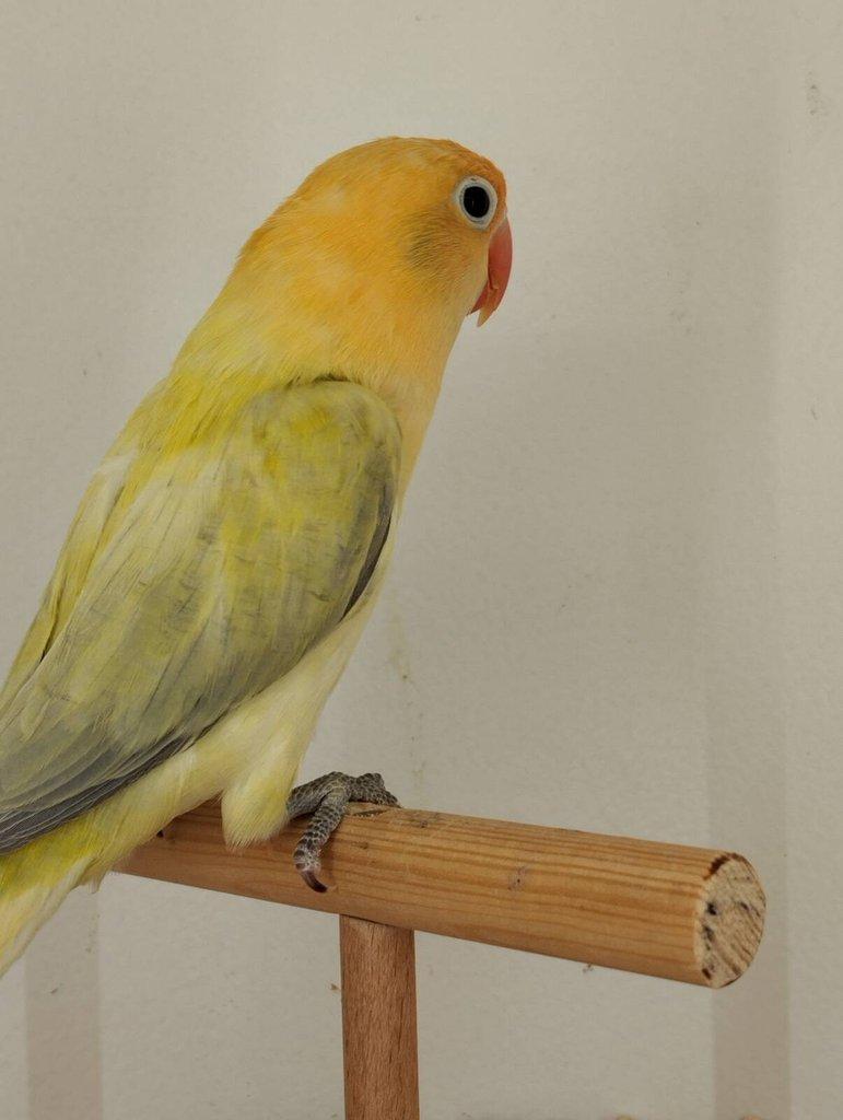 Agapornis fischeri s /DNA/ Jižní Čechy