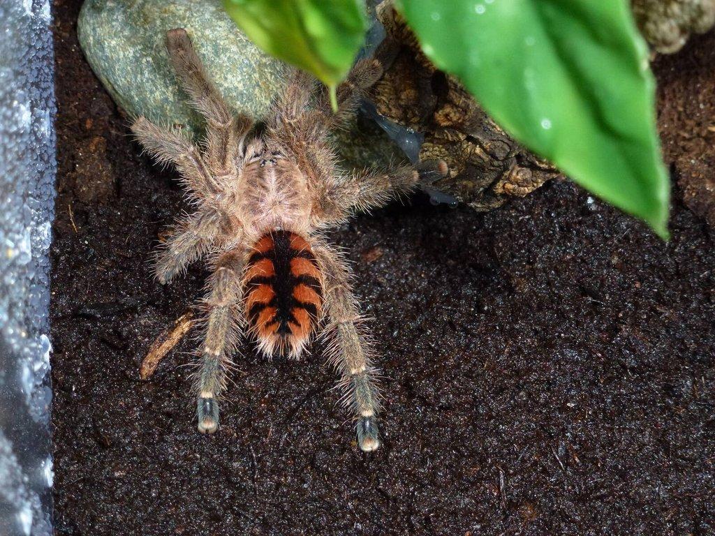 Avicularia minatrix 1.svlek