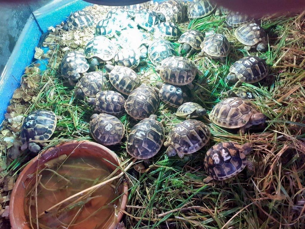 Odchov želvy zelenavé. Vroubené. Žlutohnědé