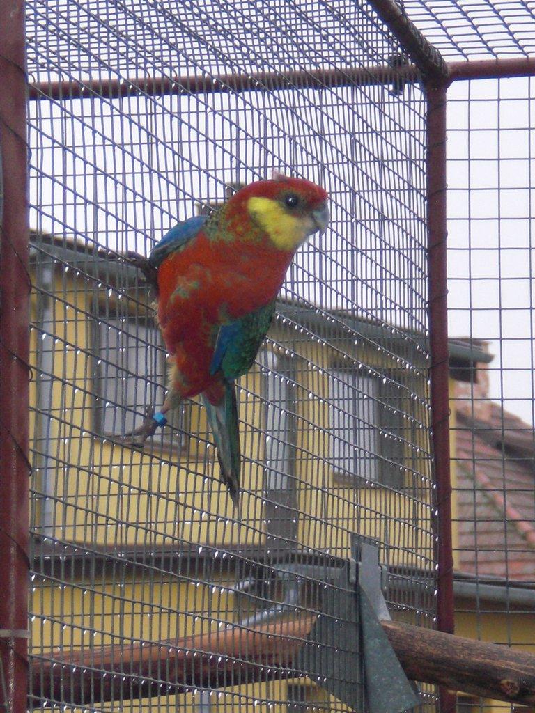 Rozela žlutolící 1.1