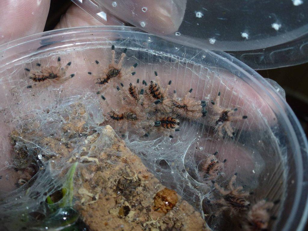Avicularia minatrix 1.svlek