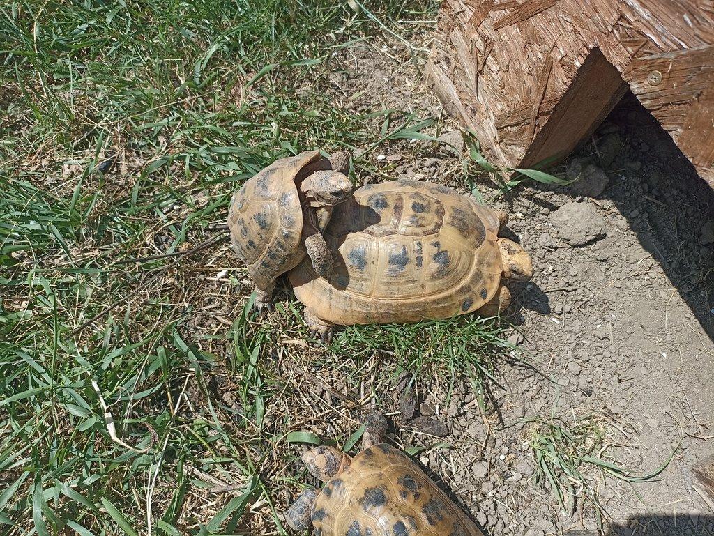 Testudo graeca terrestris