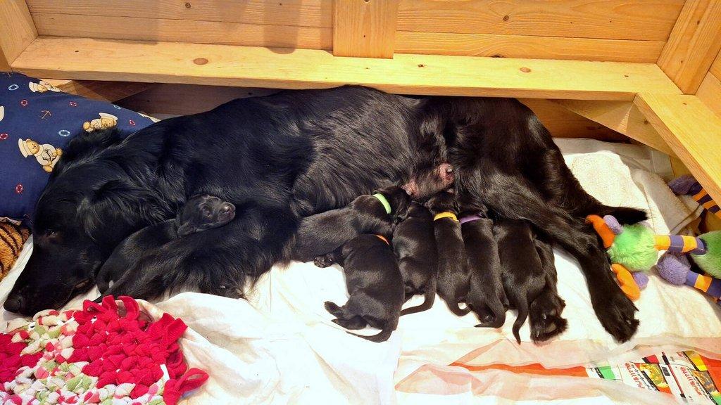 Flat Coated Retriever - štěňátka s PP + možnost výcvikových a socializačních lekcí zdarma