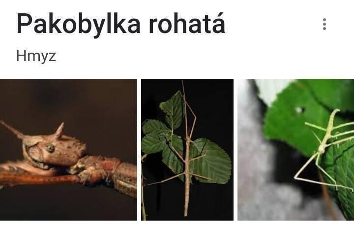Strašilky a pakobylky
