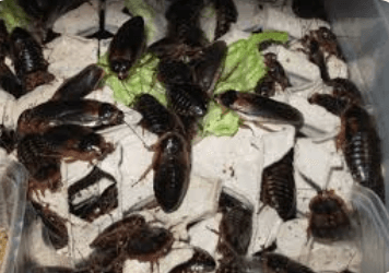 Blaptica dubia – švábi na prodej (různé velikosti)