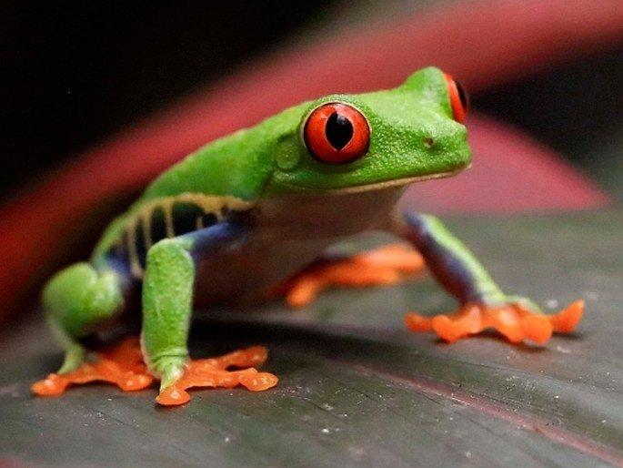 Koupím Agalychnis callidryas - Listovnice červenooká