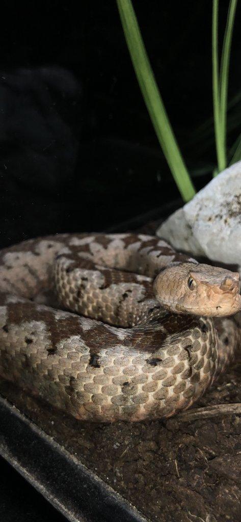1.0 vipera ammodytes