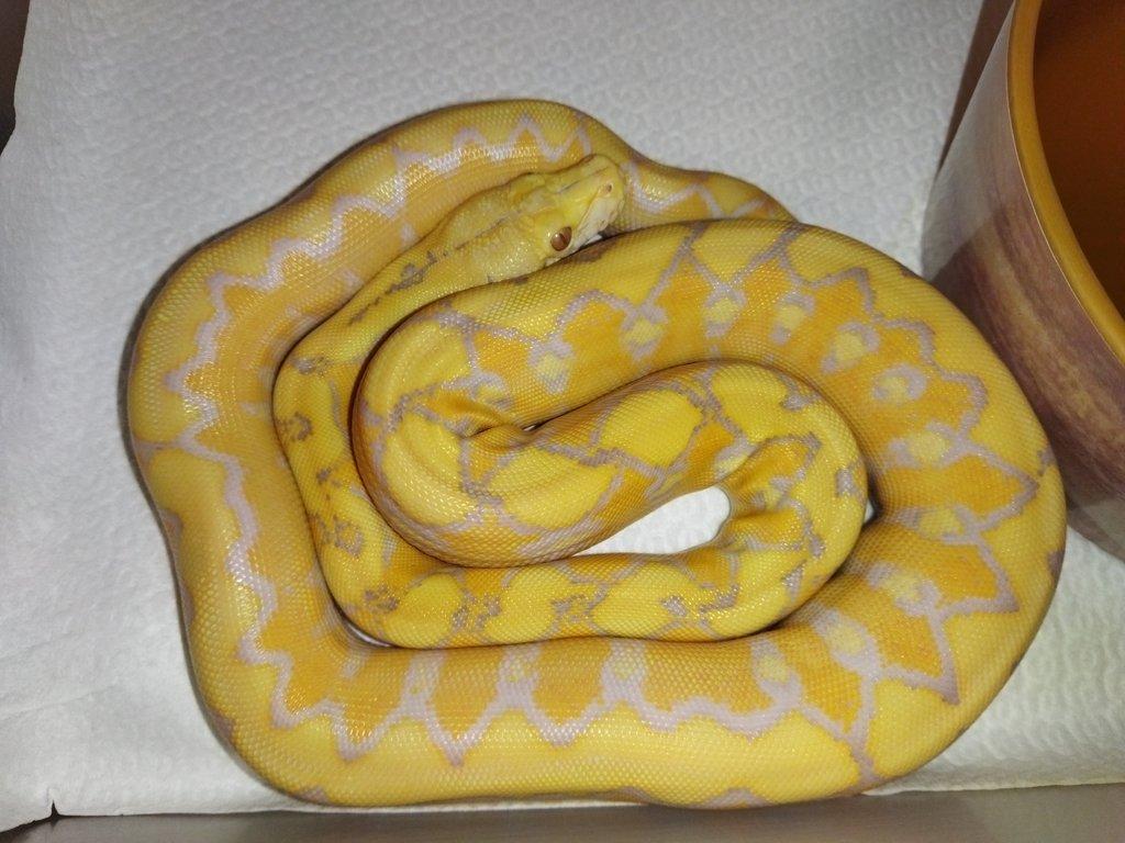 Albino Platinum Sunfire NZ 3/2025